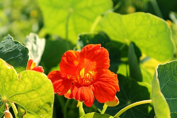 Supposedly, we can eat nasturtiums, but they're so pretty I'm not going to.