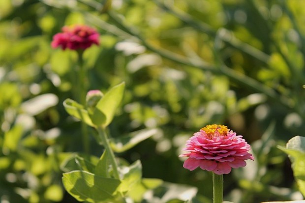 Zinnias, again.  There really are a lot of them out there.  Bolted, useless pak choi in the background.