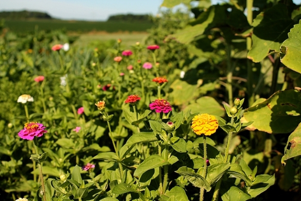 Zinnias galore!  I do believe next year I want a whole patch of nothing but zinnias.